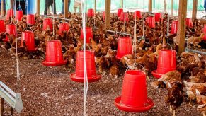 Familias de Loreto se beneficiarán con proyecto productivo de crianza de aves menores
