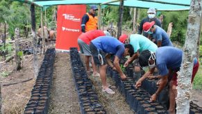Comunidades awajun implementan viveros para producción de cacao