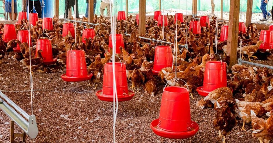 Petroperú capacitó a familias de comunidades con proyecto de crianza de aves