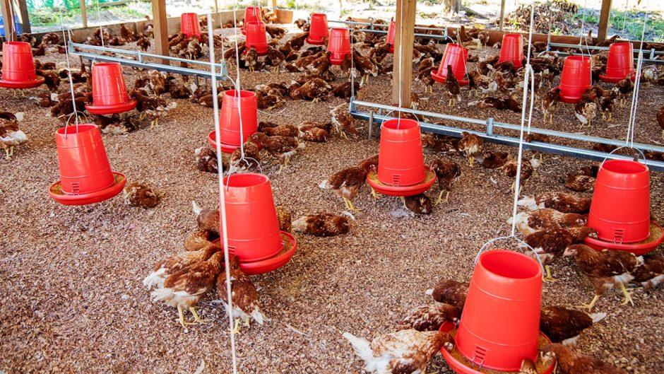 PETROPERÚ realizó campaña de sanidad avícola en comunidades de Morona